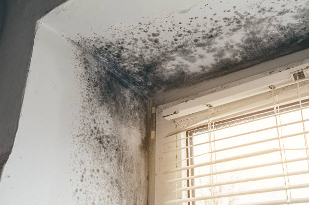 Affordable Mold Inspection And Testing solutions in Partlow, VA